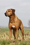 RODESIAN RIDGEBACK 039